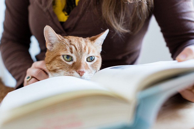 Femme qui lit un livre en caressant un chat, deux activités de bien-être reconnues.