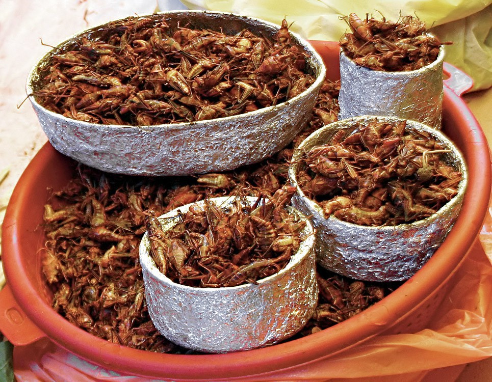 manger des insectes criquets comestibles