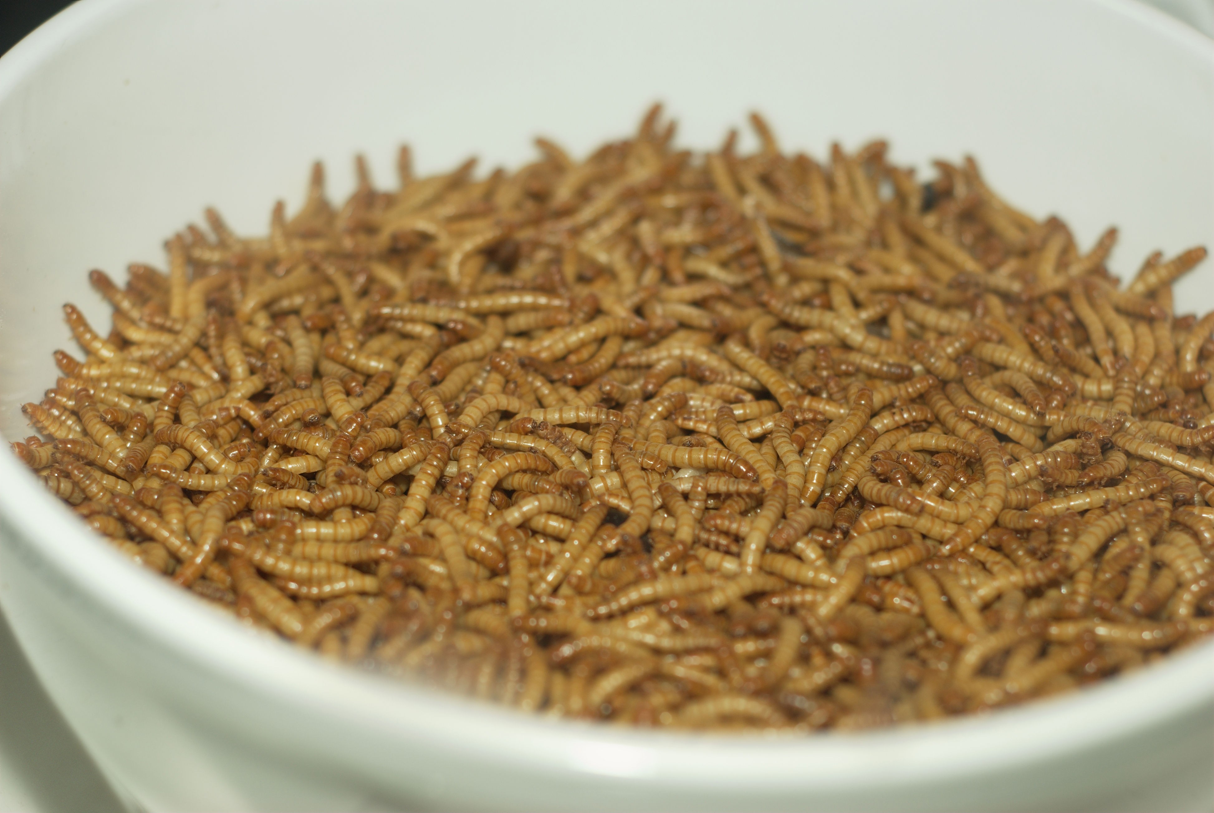 Insecte dans un saladier utilisés comme source de protéine