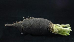 Du radis noir, réputé pour ses propriétés stimulant la circulation de la bile.
