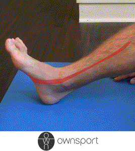 Étirements de la jambe : les longs fléchisseurs des orteils