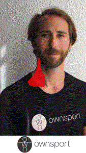 Muscle sterno cleidomastoidien en mouvement