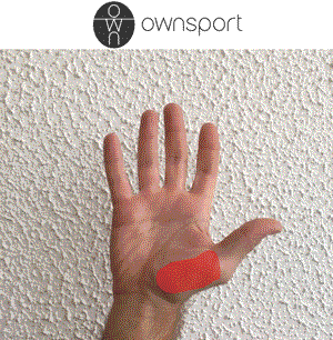Regard sur les muscles thénariens