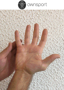 Focus sur les muscles interosseux palmaires