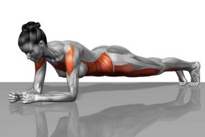 Une femme anatomique fait un programme de renforcement musculaire