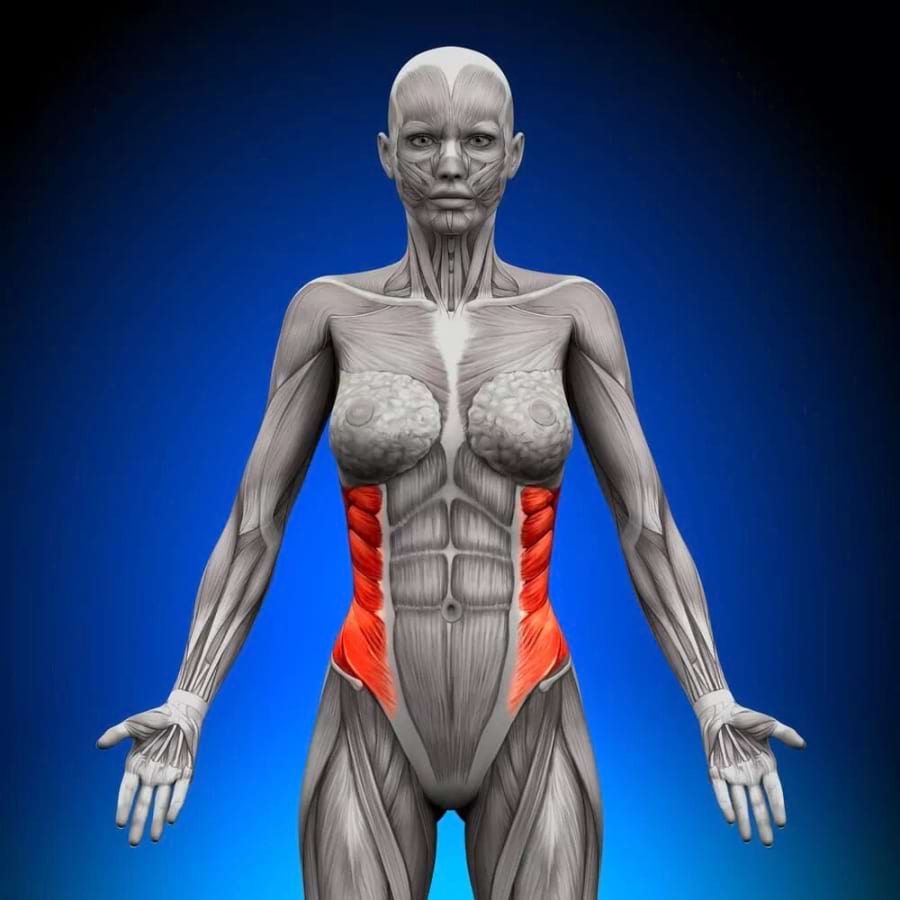 Muscles obliques (abdominaux) : interne, externe, définition, schéma