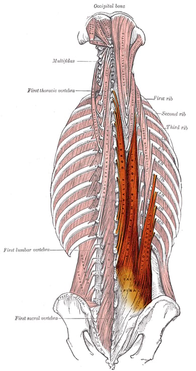 Érecteurs du rachis : Anatomie - Fonction - Renforcement