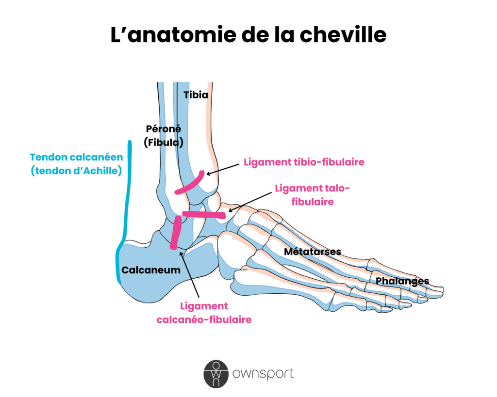 Schéma anatomique de la cheville, avec tendon, ligaments et os.