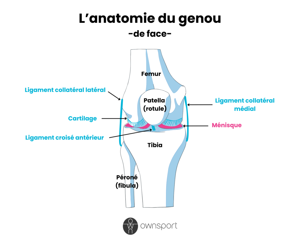 Schéma anatomique du genou.