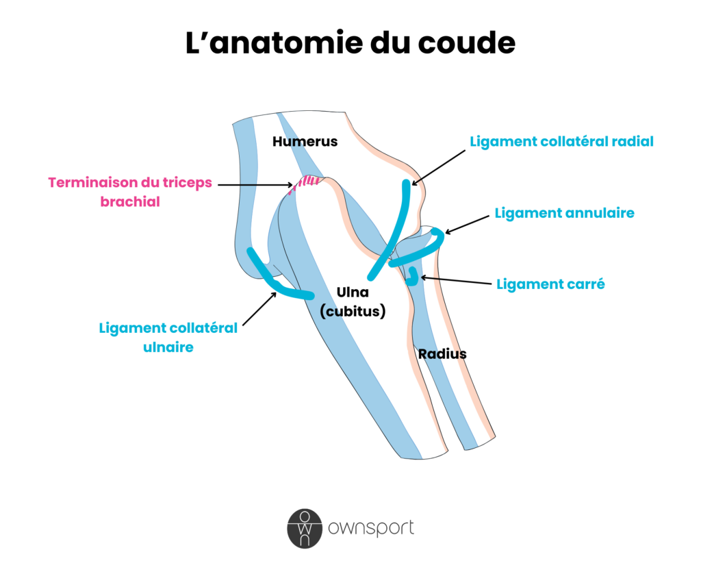 Schéma anatomique du coude, avec ligaments et insertion musculaire.