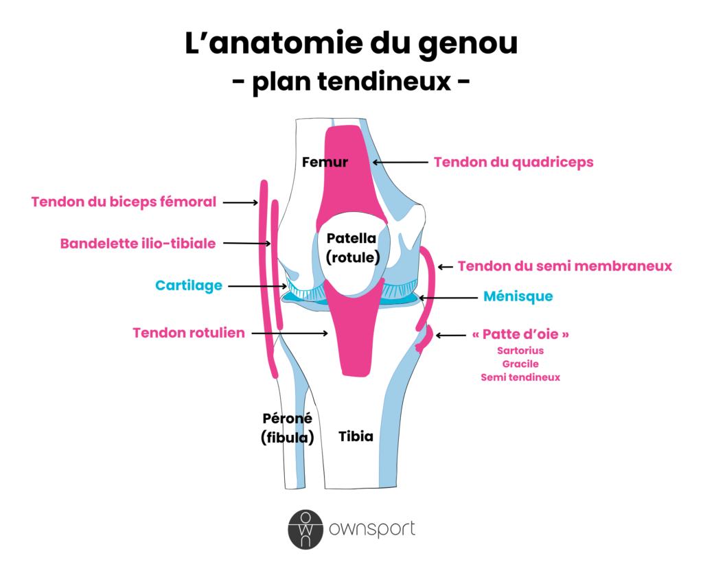 Schéma anatomique du genou sur le plan tendineux.