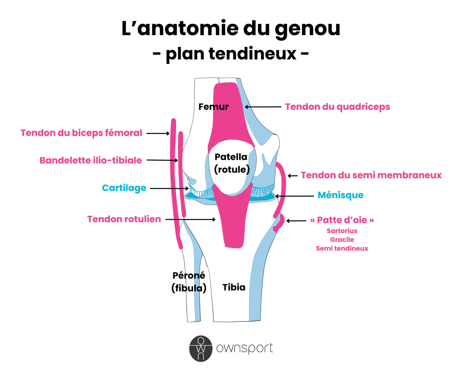 Tendinite du genou comprendre, soigner et réathlétiser — free download