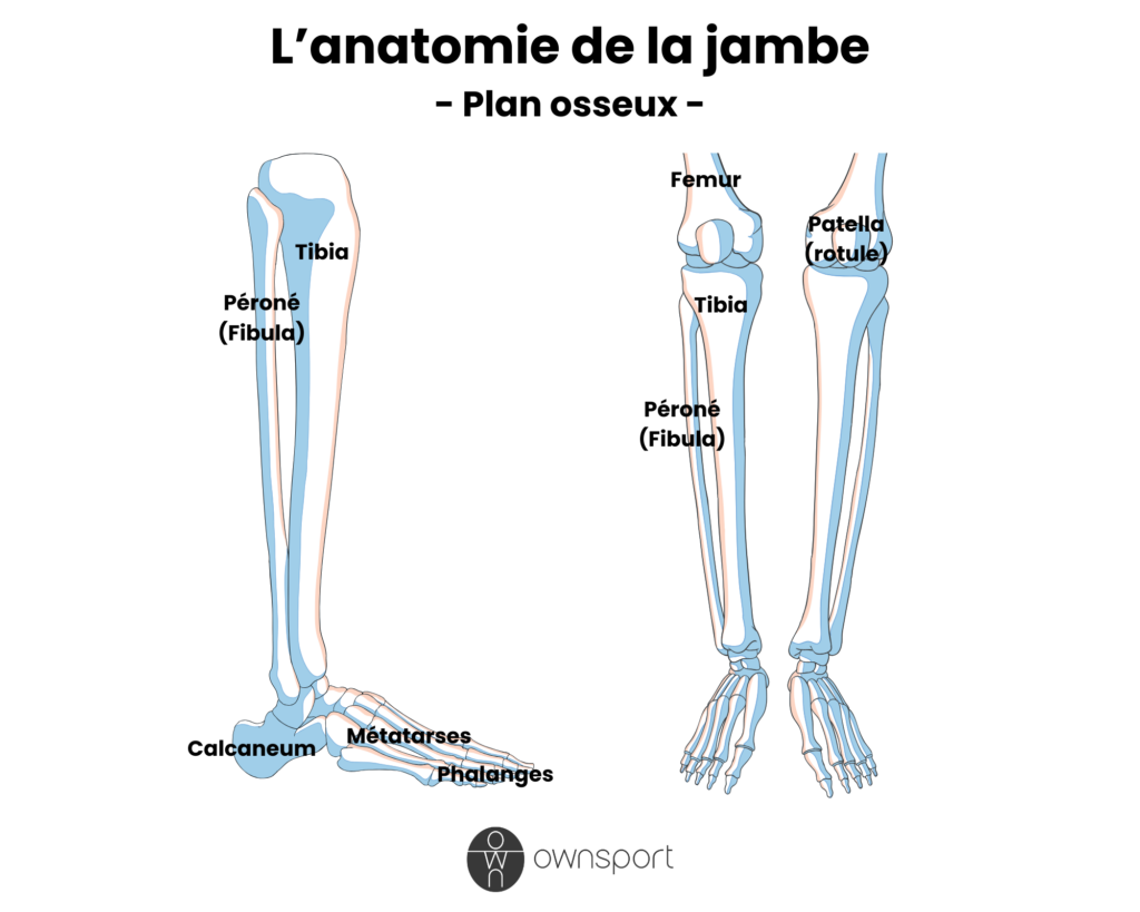 Schéma des os de la jambe.