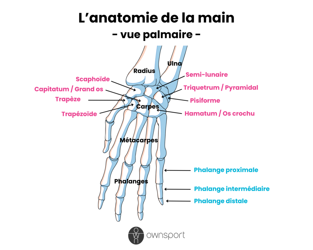Schéma anatomique des os de la main en vue palmaire.