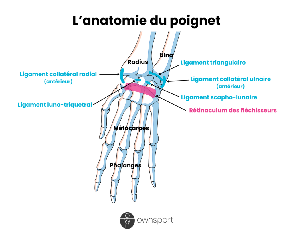 Schéma anatomique du poignet, avec os, ligaments et rétinaculum.