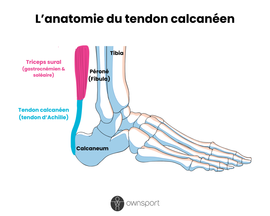 Schéma anatomique du tendon calcanéen.