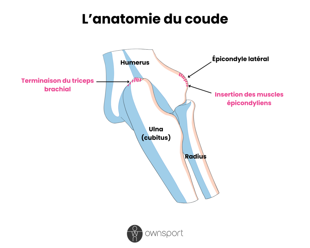 Schéma de l'anatomie du coude sur les plan osseux et tendineux.
