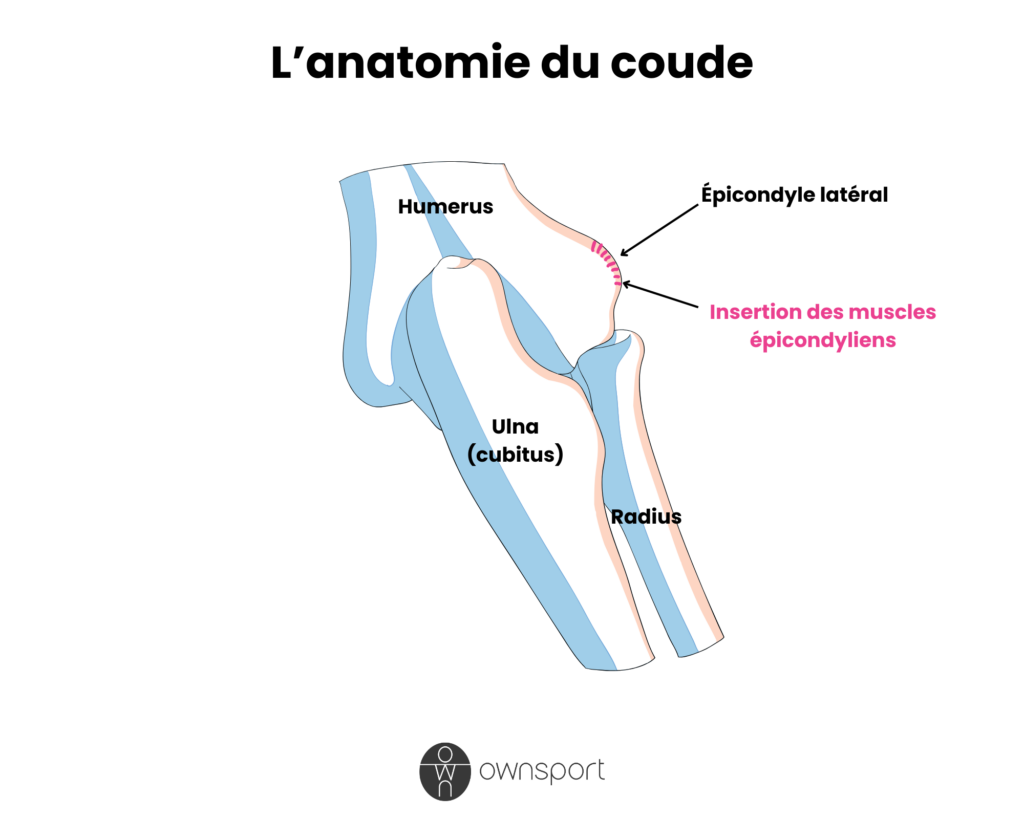 Schéma des os situés à l'articulation du coude, et de la zone de l'épicondyle latéral de l'humérus.
