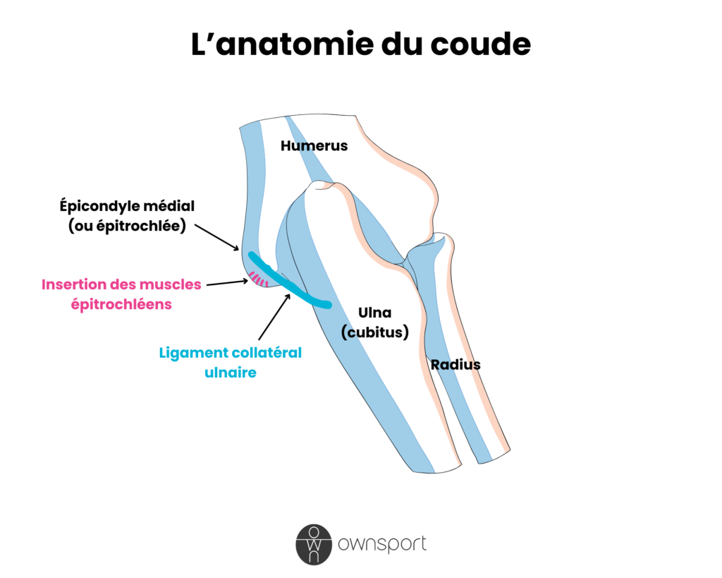 Schéma anatomique du code, représentant les os, ligaments et insertions tendineuses.