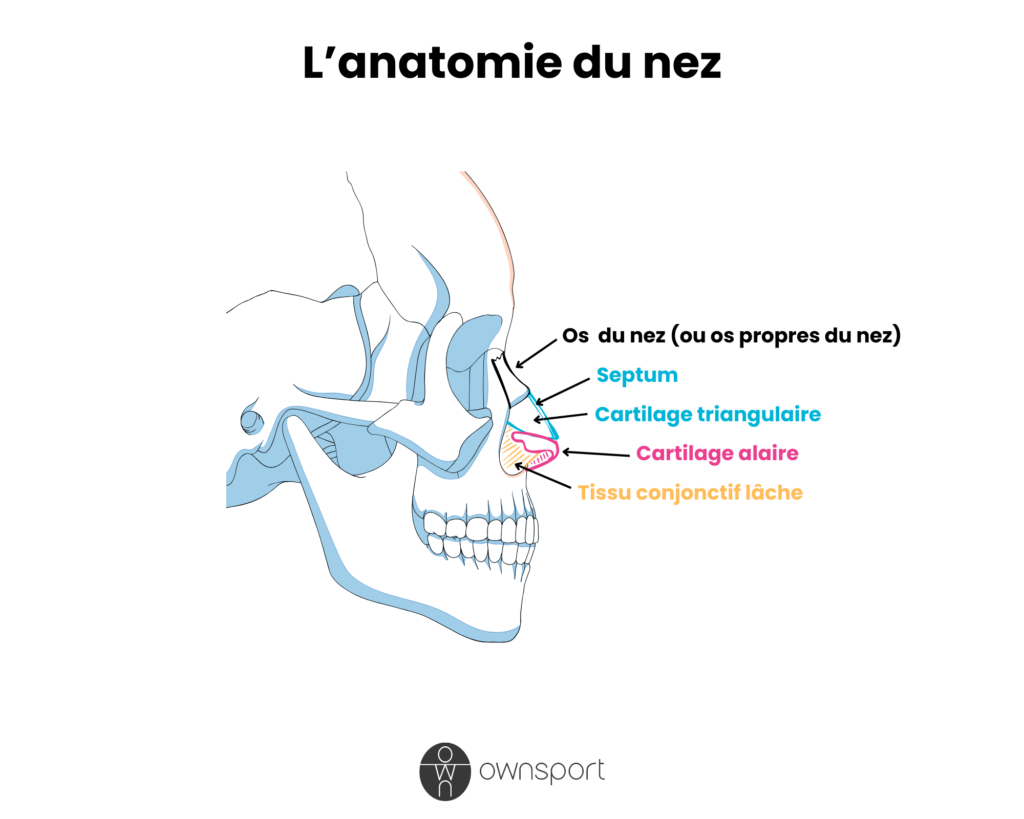 Schéma anatomique du nez (os, cartilage et tissu conjonctif)