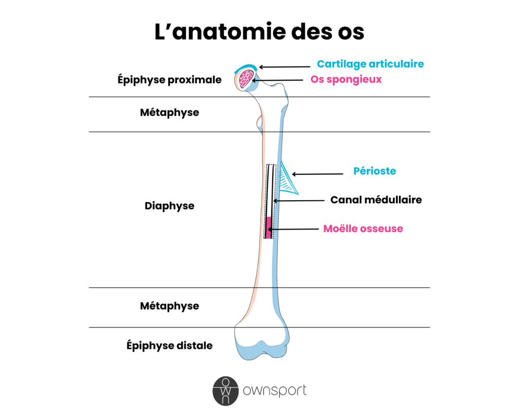 Schéma de l'anatomie d'un os long (fémur).