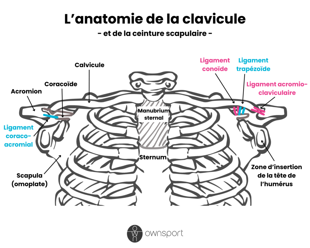 Schéma anatomique de la ceinture scapulaire, comprenant les os et ligaments.