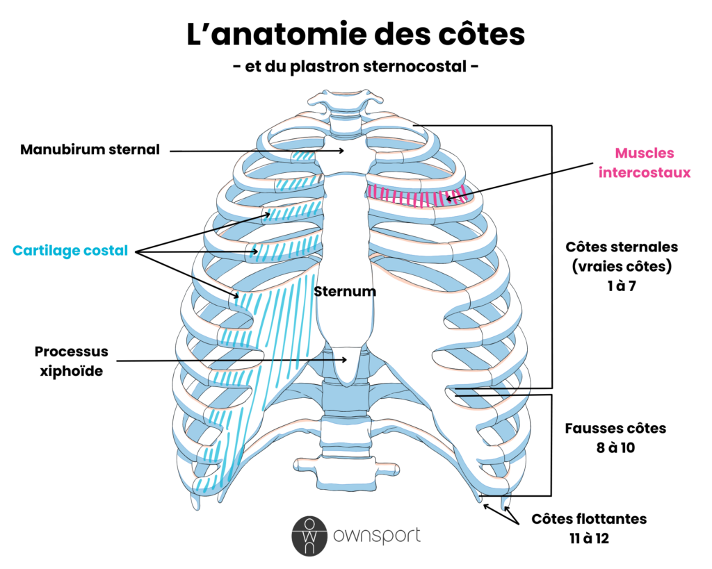 Schéma anatomique de la cage thoracique.
