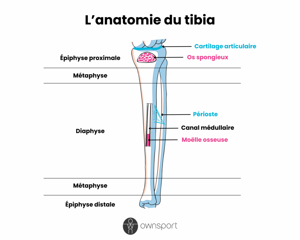 Schéma anatomique du tibia.