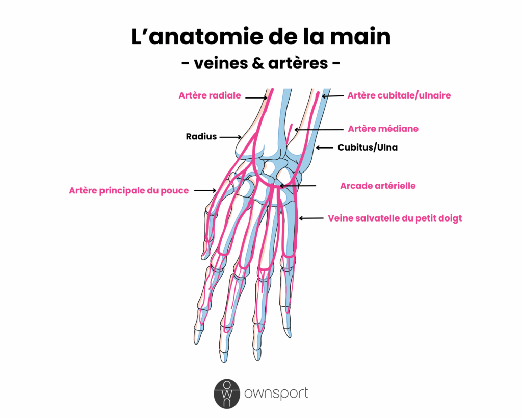 Schéma anatomique des veines et artères de la main en vue dorsale.