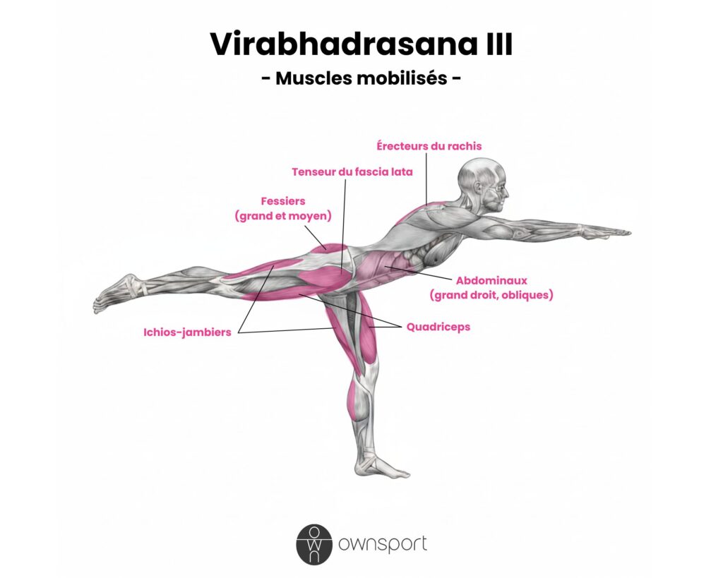 Schéma anatomique des muscles mobilisés par la posture du guerrier numéro 3 au yoga.