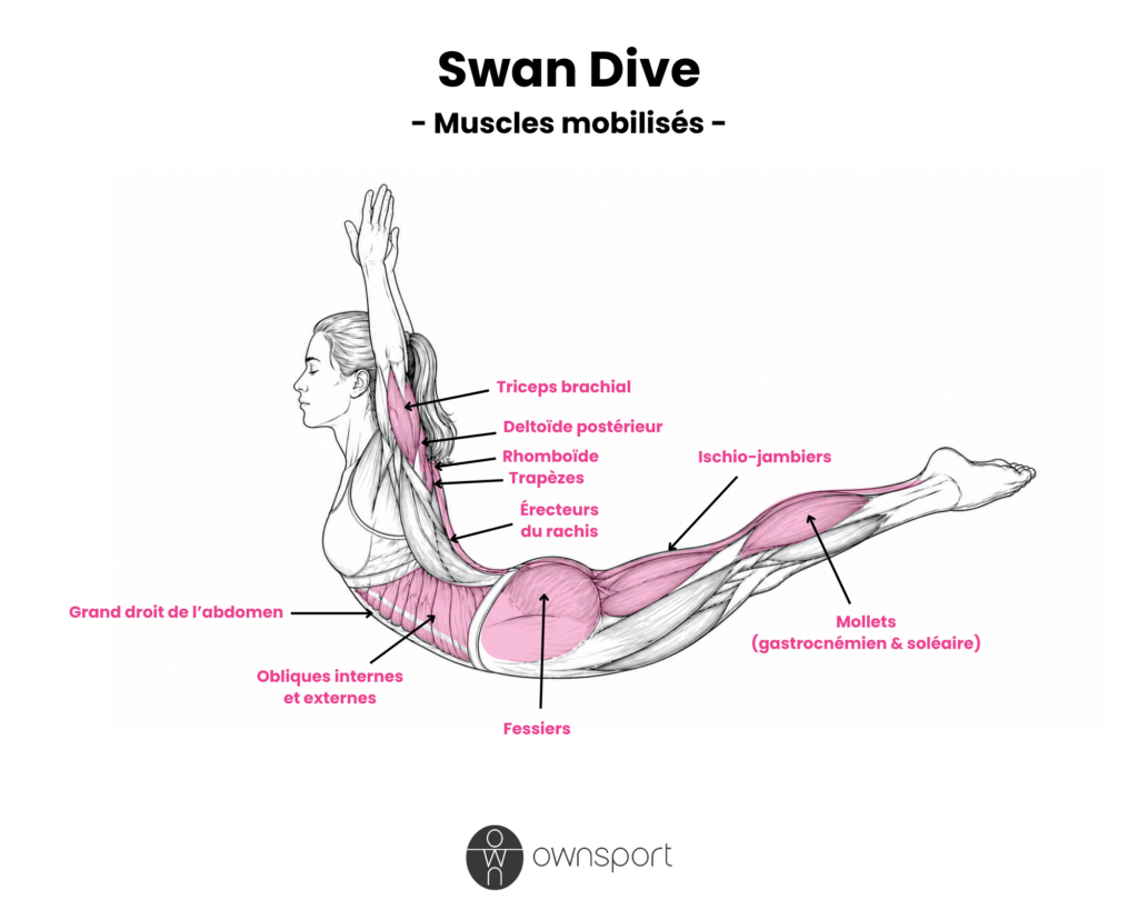 Schéma anatomique du swan dive, avec les muscles sollicités visibles.